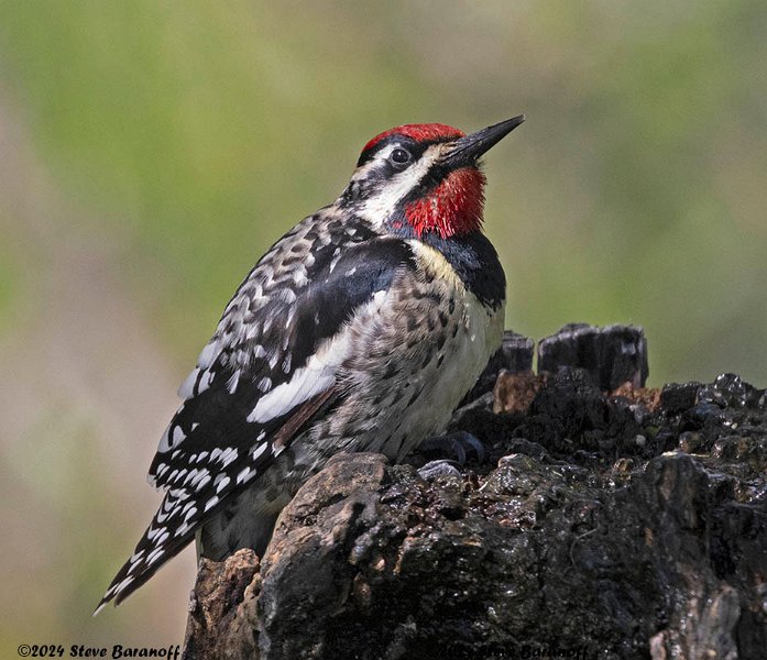 _B237814 yellow-bellied sapsucker.jpg